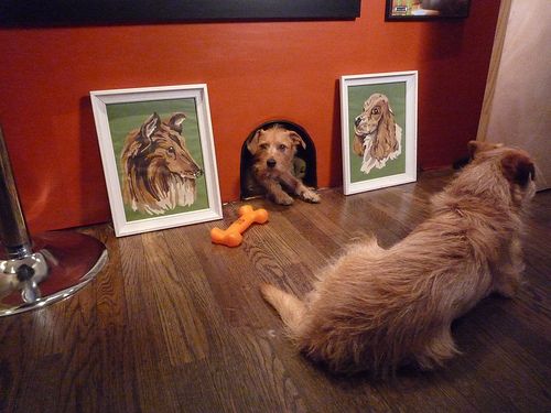 Mouse-hole Style Pet Lounge From Closet Space.