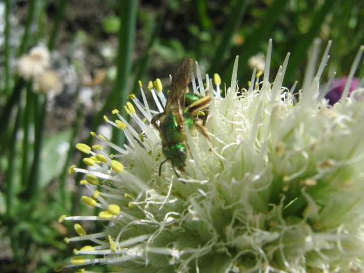 Make a Cob Bee Block for Solitary Bees