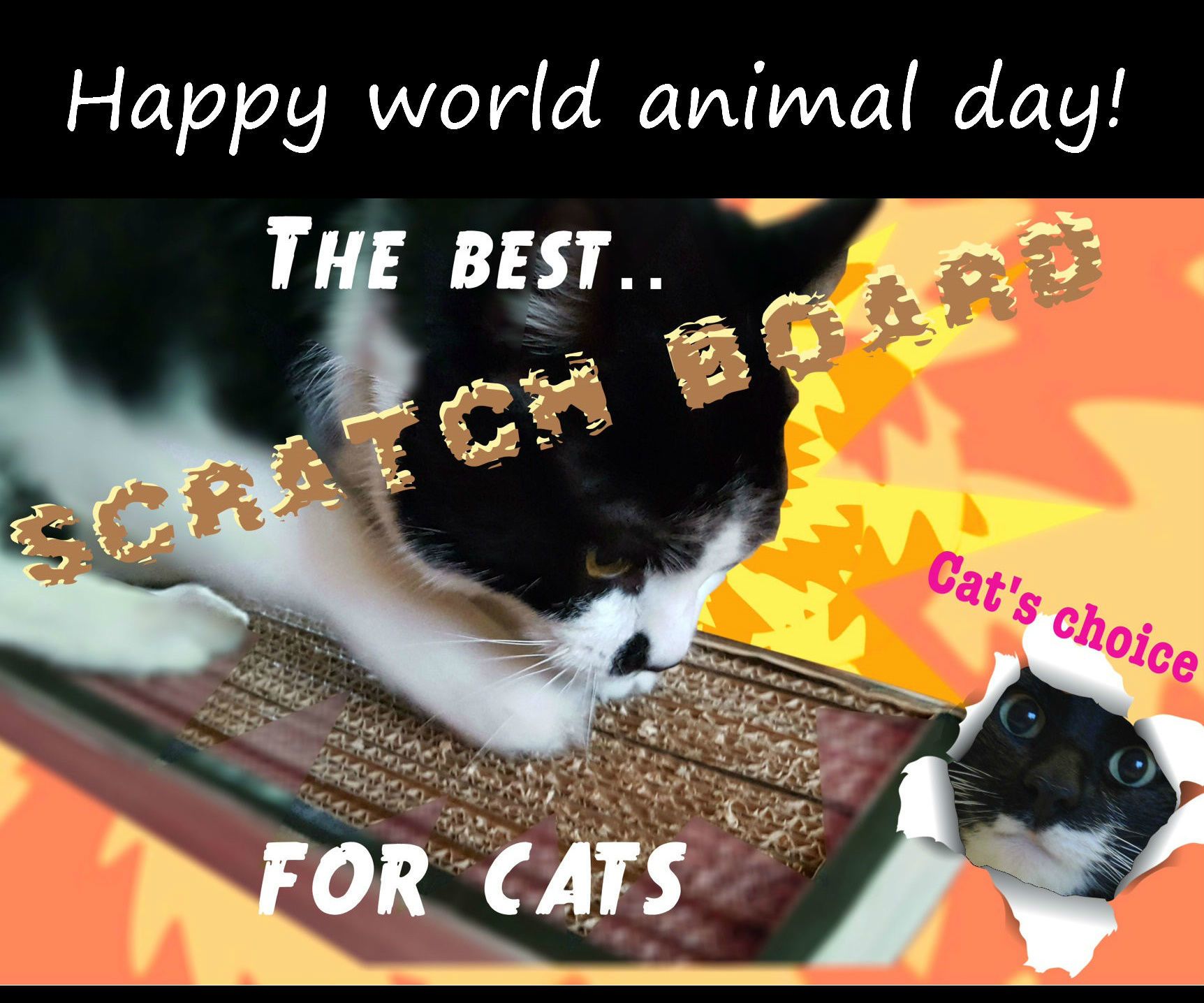 The Best Scratch Board for Cats