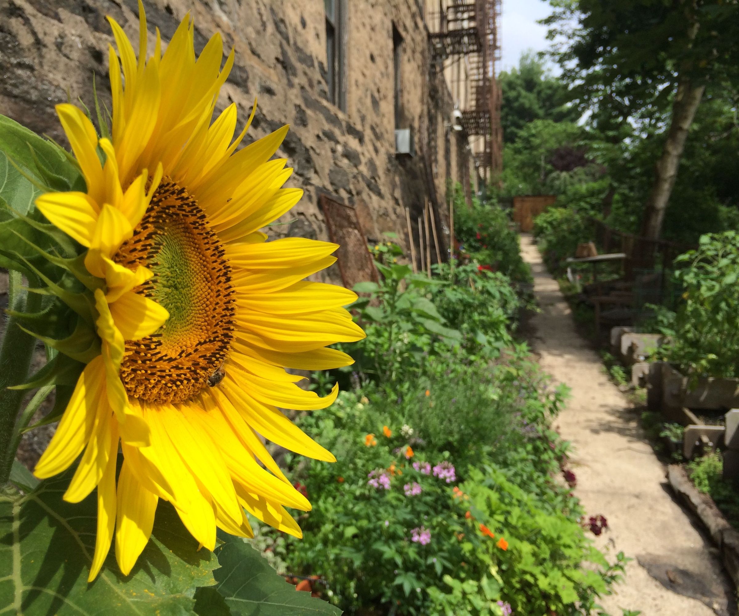 Build a Community Garden