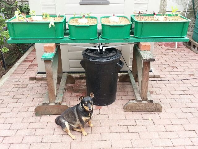 Seedling Planting Aid for Hydroponic Pea Gravel Bed