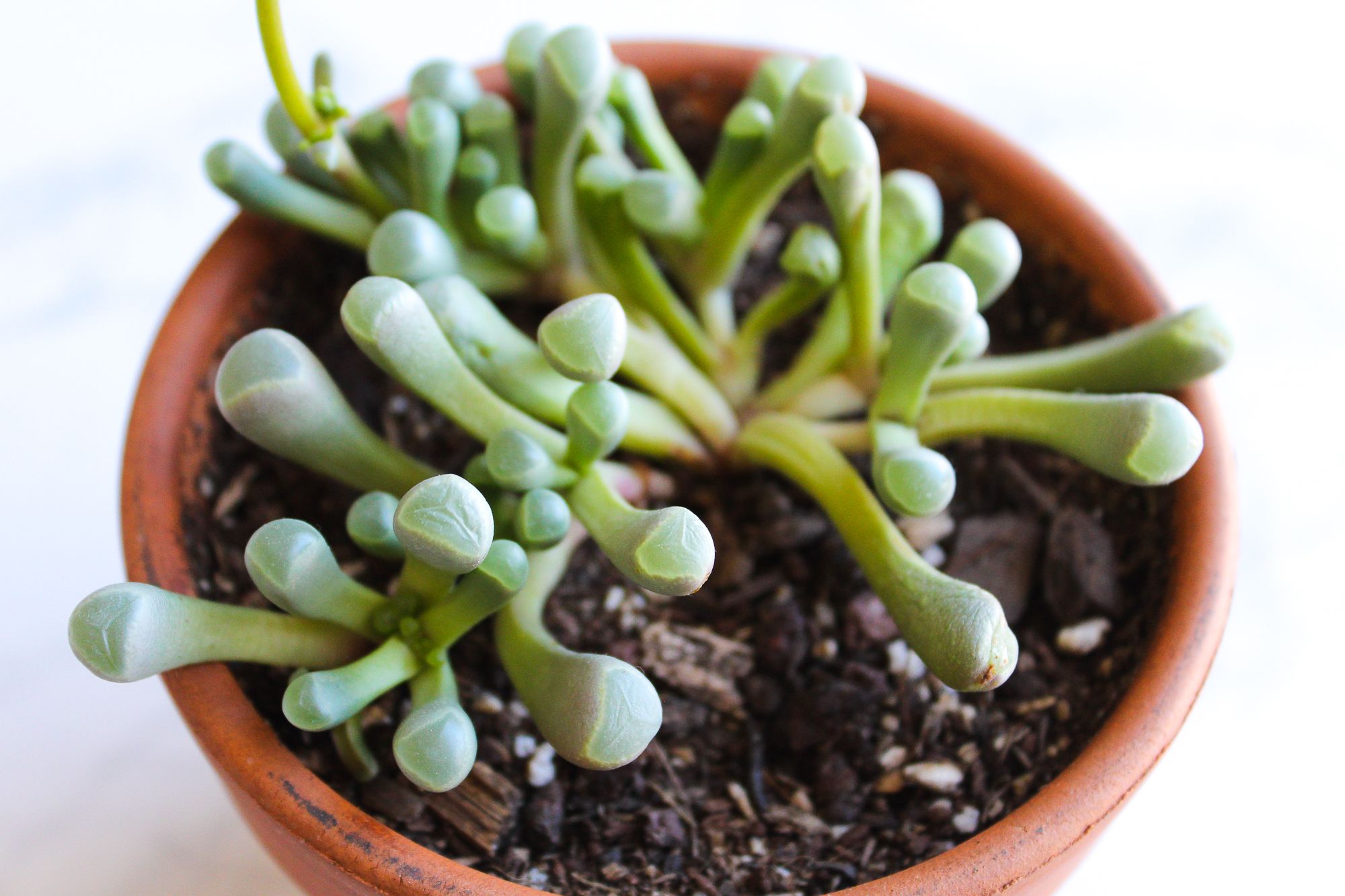 How To Grow And Care For Baby Toes Fenestraria Rhopalophylla 5 Steps With Pictures Instructables