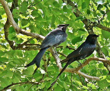 7 Must Visit Destinations for Bird Watchers to Enjoy Their Favorite Activity