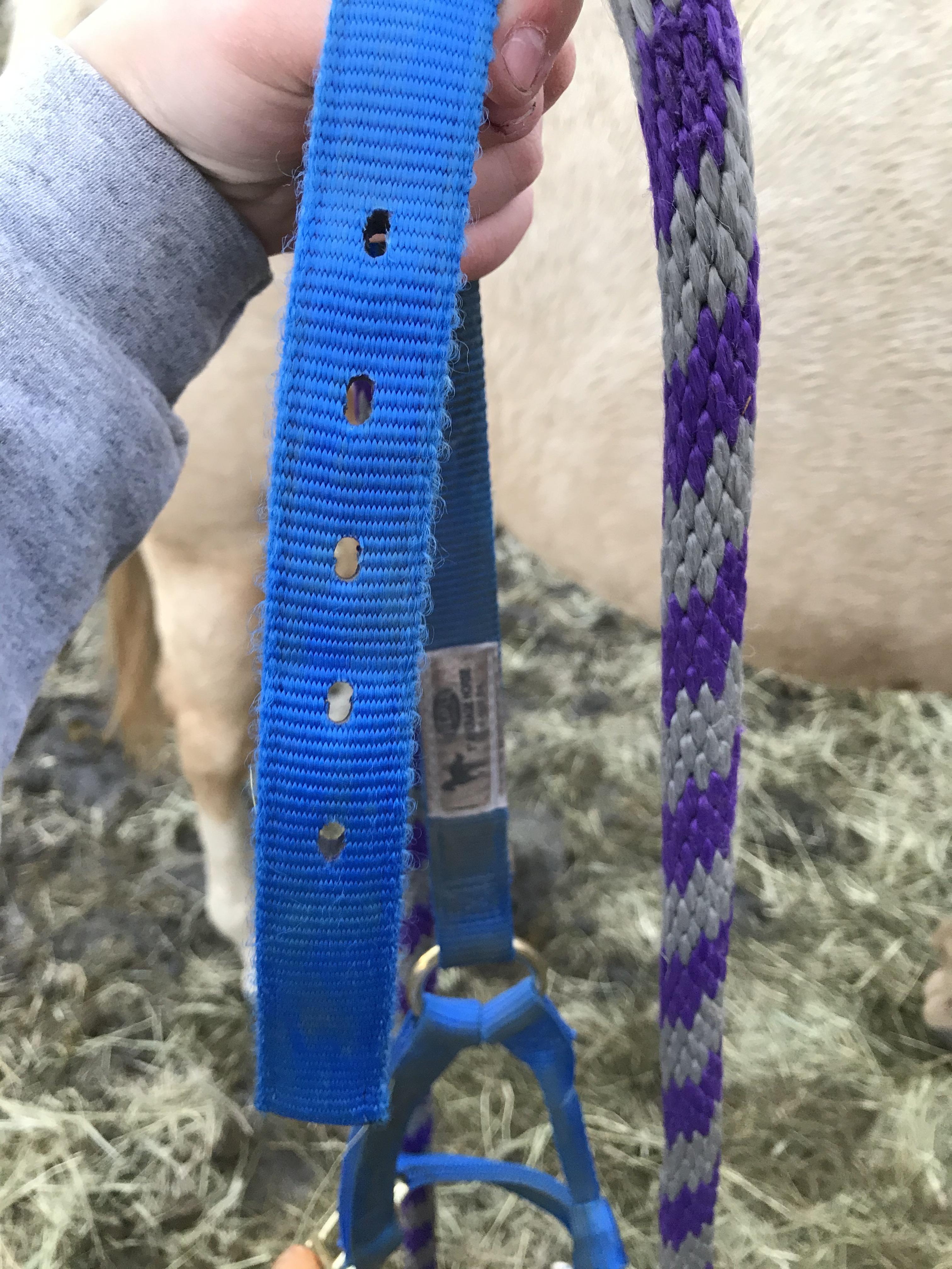 How to Properly Halter a Horse Introduction 5 Steps (with Pictures