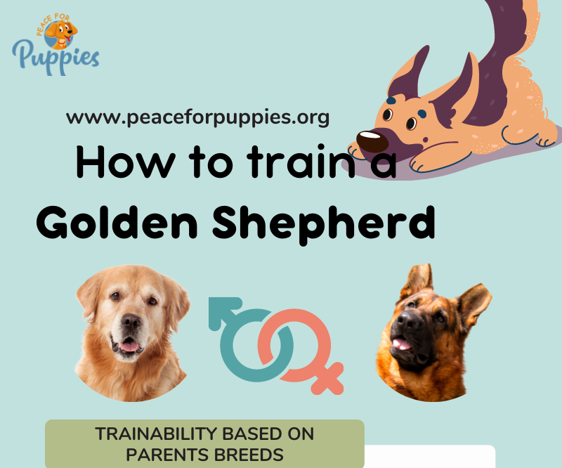 How to Train a Golden Shepherd Breed | Peace for Puppies