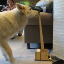 DIY lamp switch for dogs