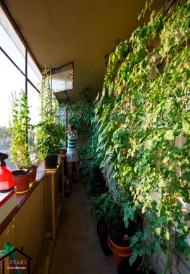 Container Gardening in Small Balcony or Space : 8 Steps (with Pictures) -  Instructables