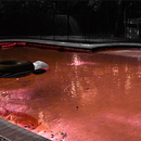 How to make a creepy pool with Photoshop online express editor