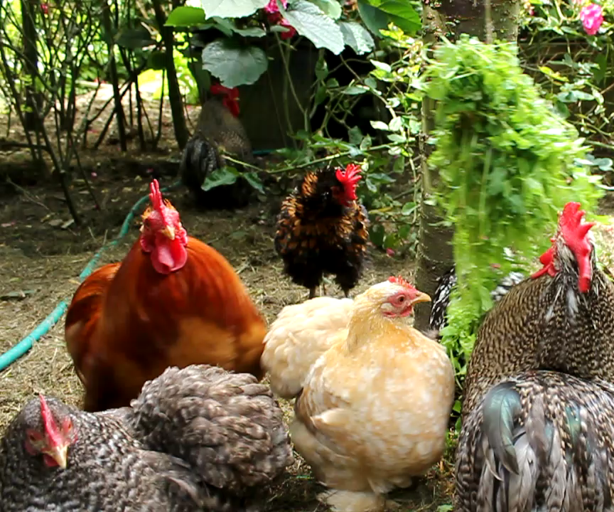 Stress in Organic Chickens - How to Implement Strategies to Prevent and Stop Stress. 