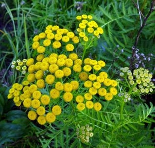 Tansy