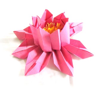 The Image Above Shows the Lifted Petals at the Top