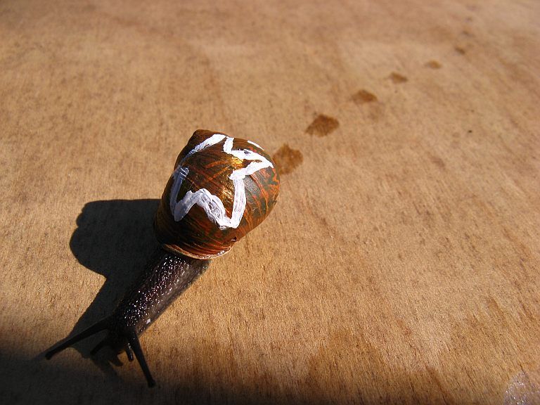 Snail Painting