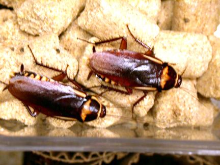 Raising Cockroaches (Intentionally)