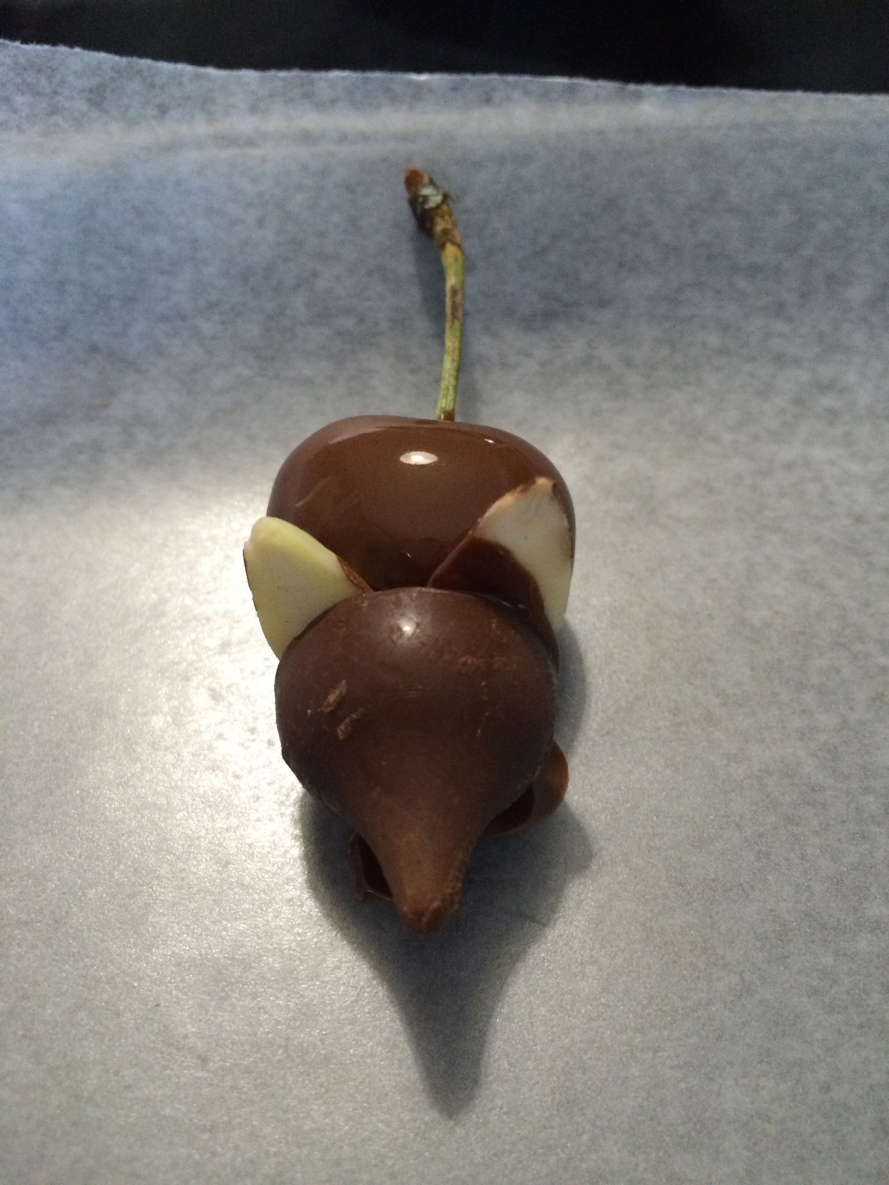 Chocolote Mouse/Mice