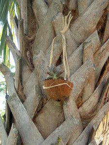 Coconut Planter
