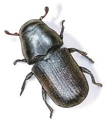 Deciding on Your Beetle