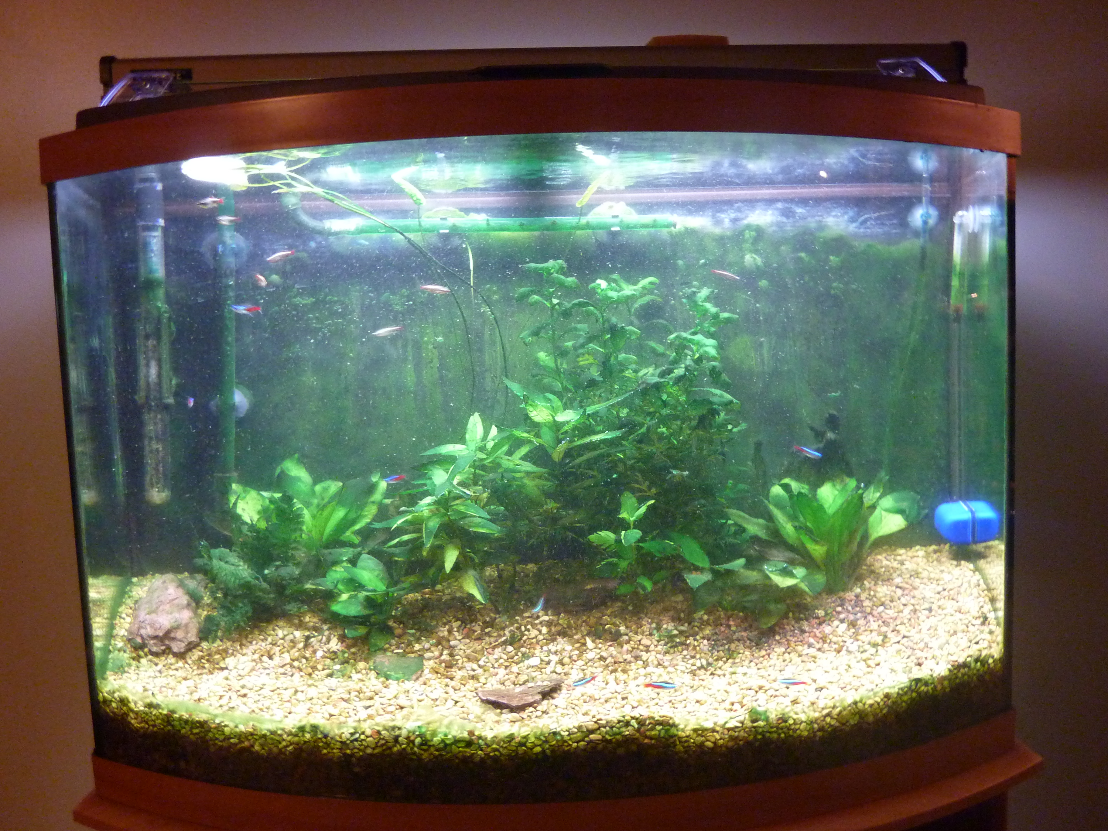 How To Do Complete Routine Aquarium Maintenance