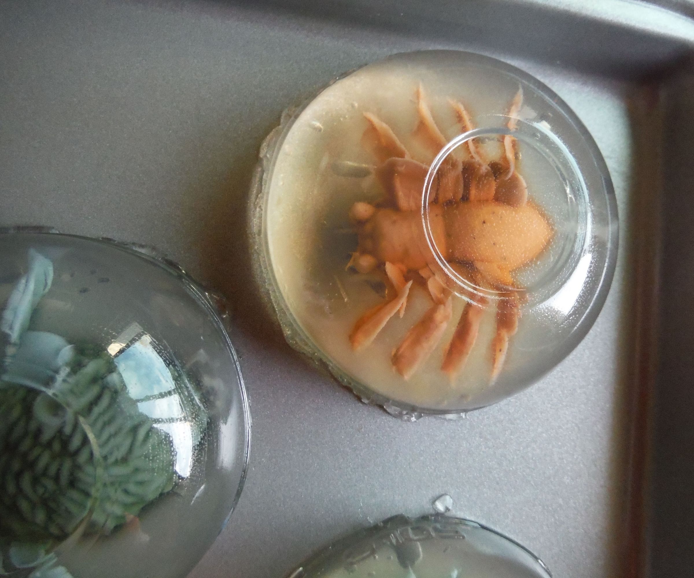 How to Make (edible) Creepy Things Encapsulated in Gelatin