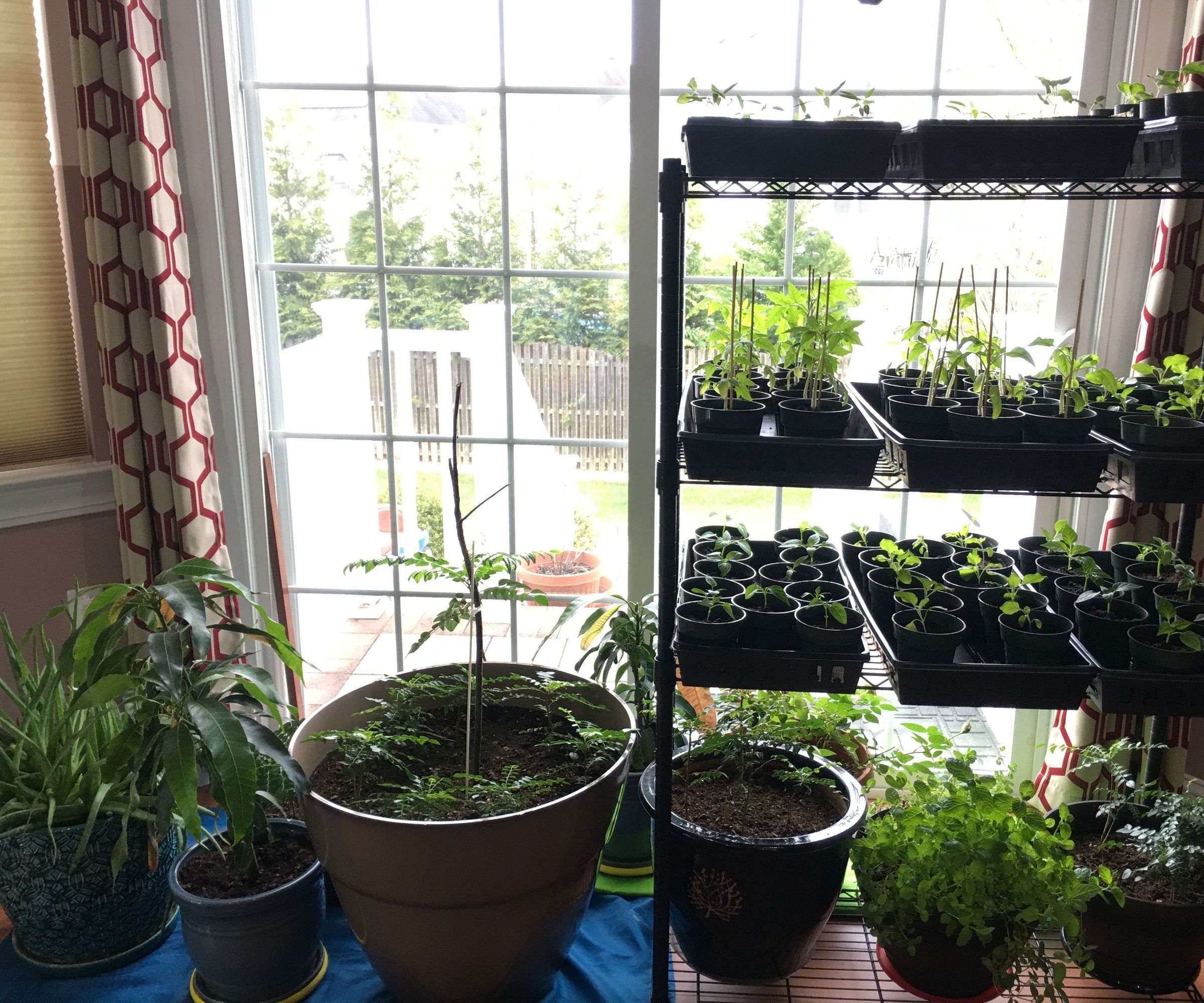 Starting Seedlings Indoors for an Abundant Harvest