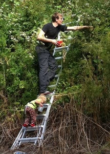 Pick Blackberries With a Ladder