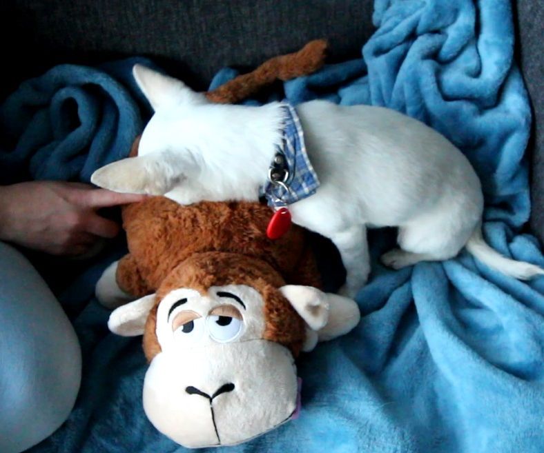 An RFID Dog Toy with Sounds