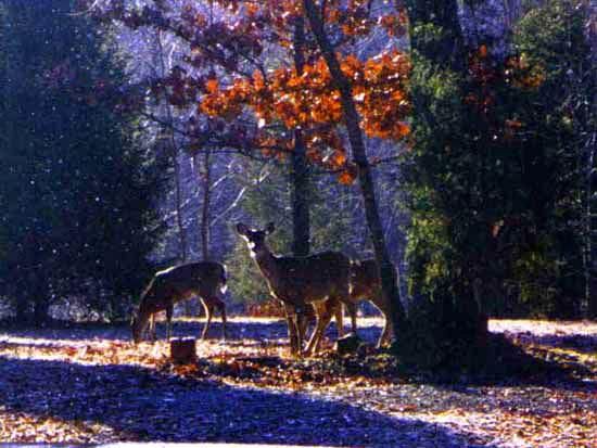Not in My Garden You Don't ... Deer (and Other Safe, Frugal Forms of Pest Control)