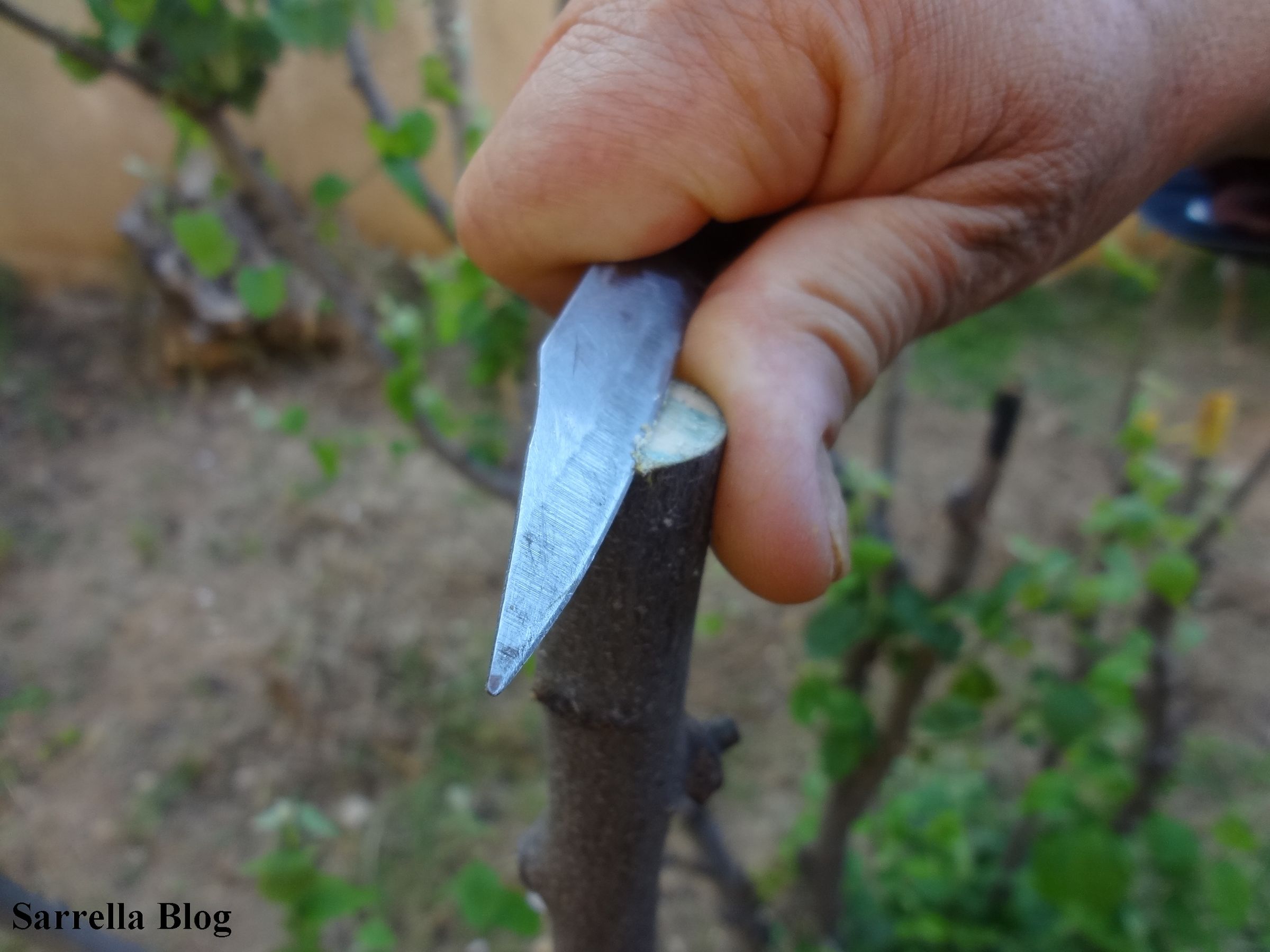 Grafting a Pear Scion to a Quince Tree 14 Steps (with Pictures
