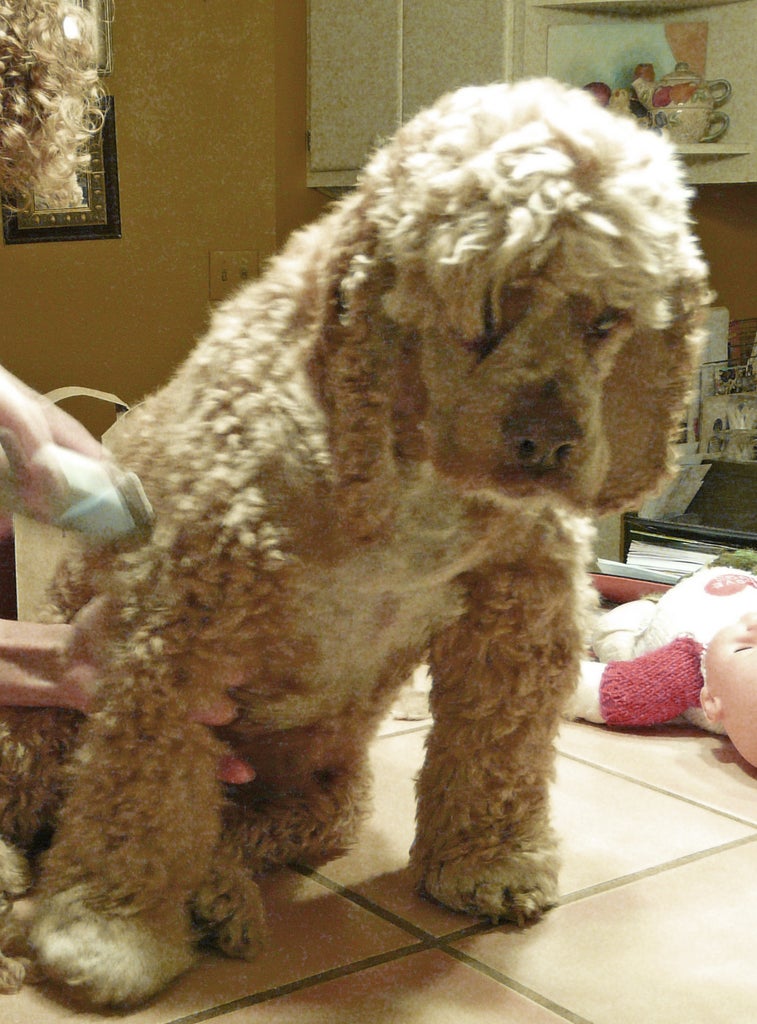 Can you felt with dog hair?