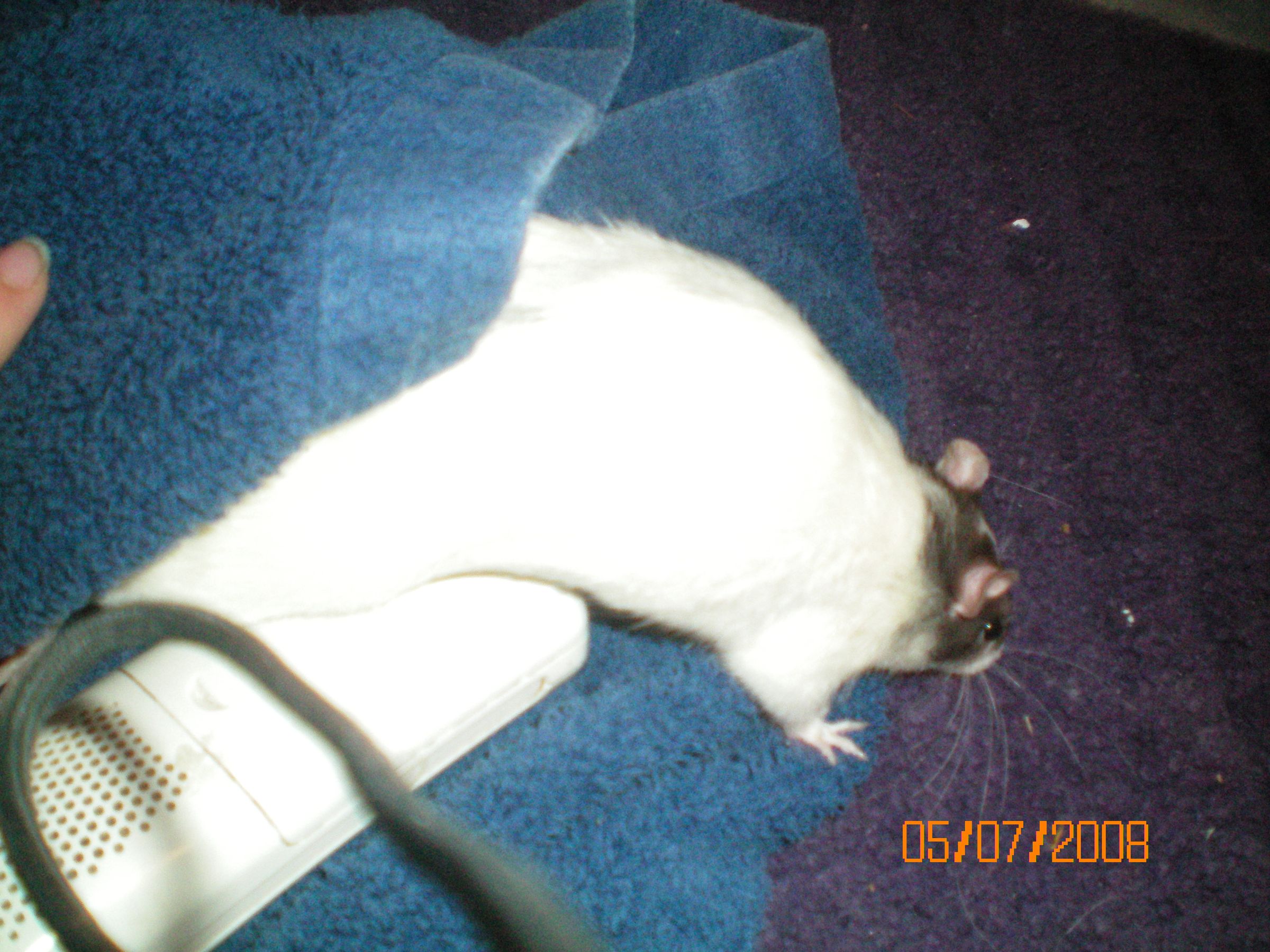 Giving Your Rat a Bath 4 Steps Instructables