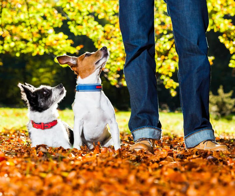 Dog Training Easy Tips and Commands