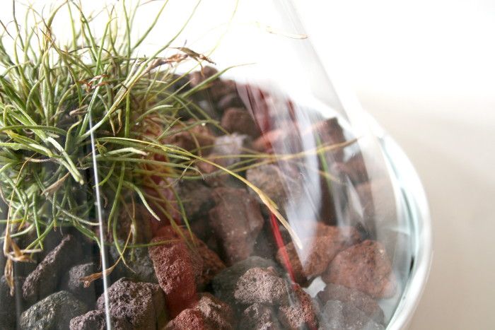 Build an Inexpensive Terrarium With Free Plants