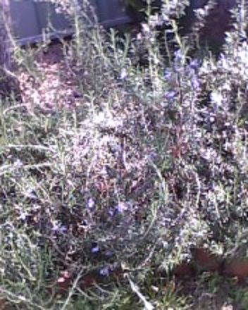 How to make Rosemary Tea