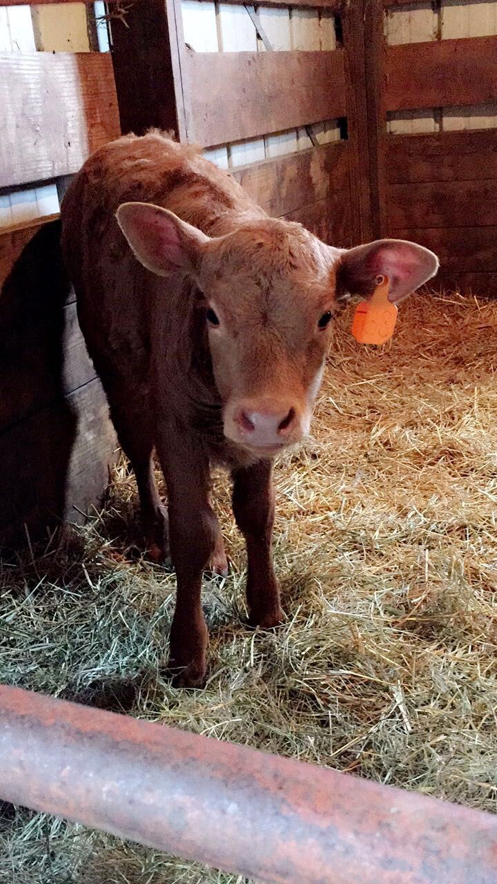 How to Properly Tag Cattle : 8 Steps (with Pictures) - Instructables