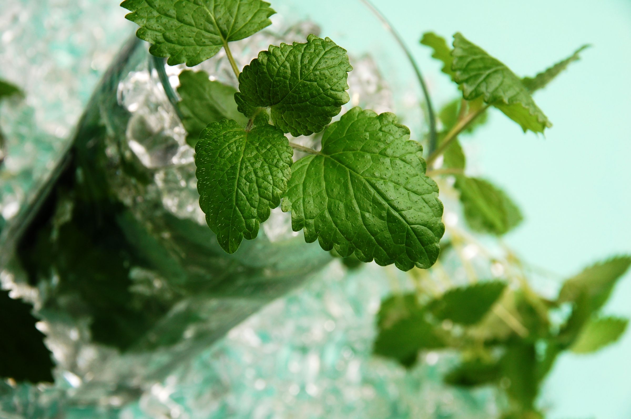 Masterful Mojitos