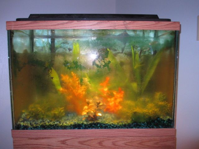 How to Clean a Dirty Fish Tank