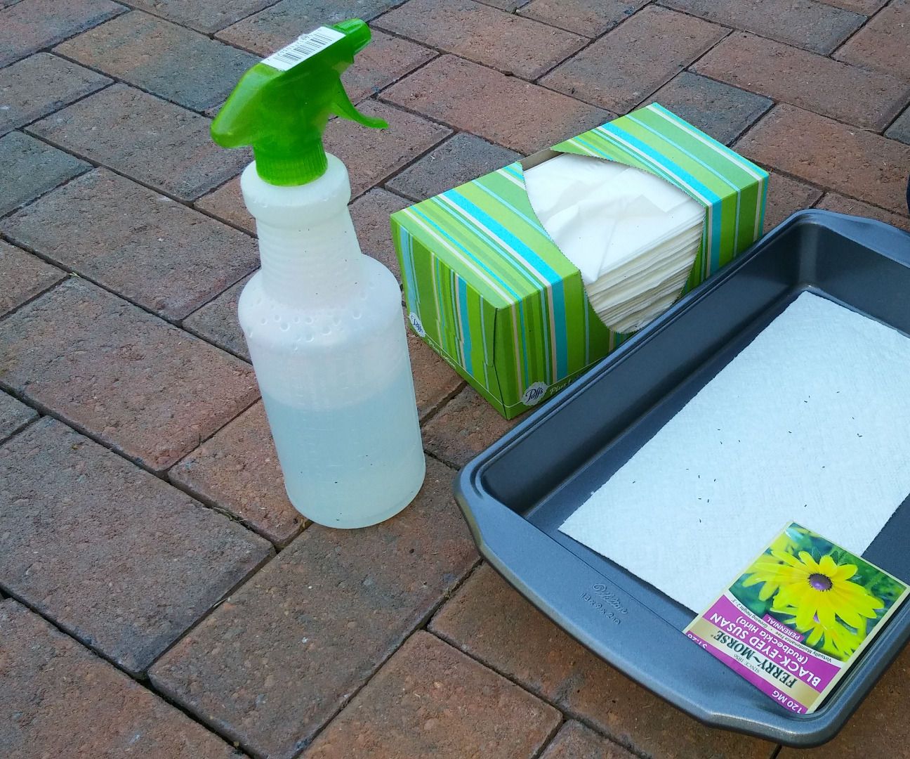 How to Soak and Plant ITTY-BITTY Seeds