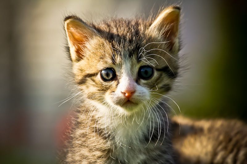 Kitteh Photography - Photoshoot With Cats