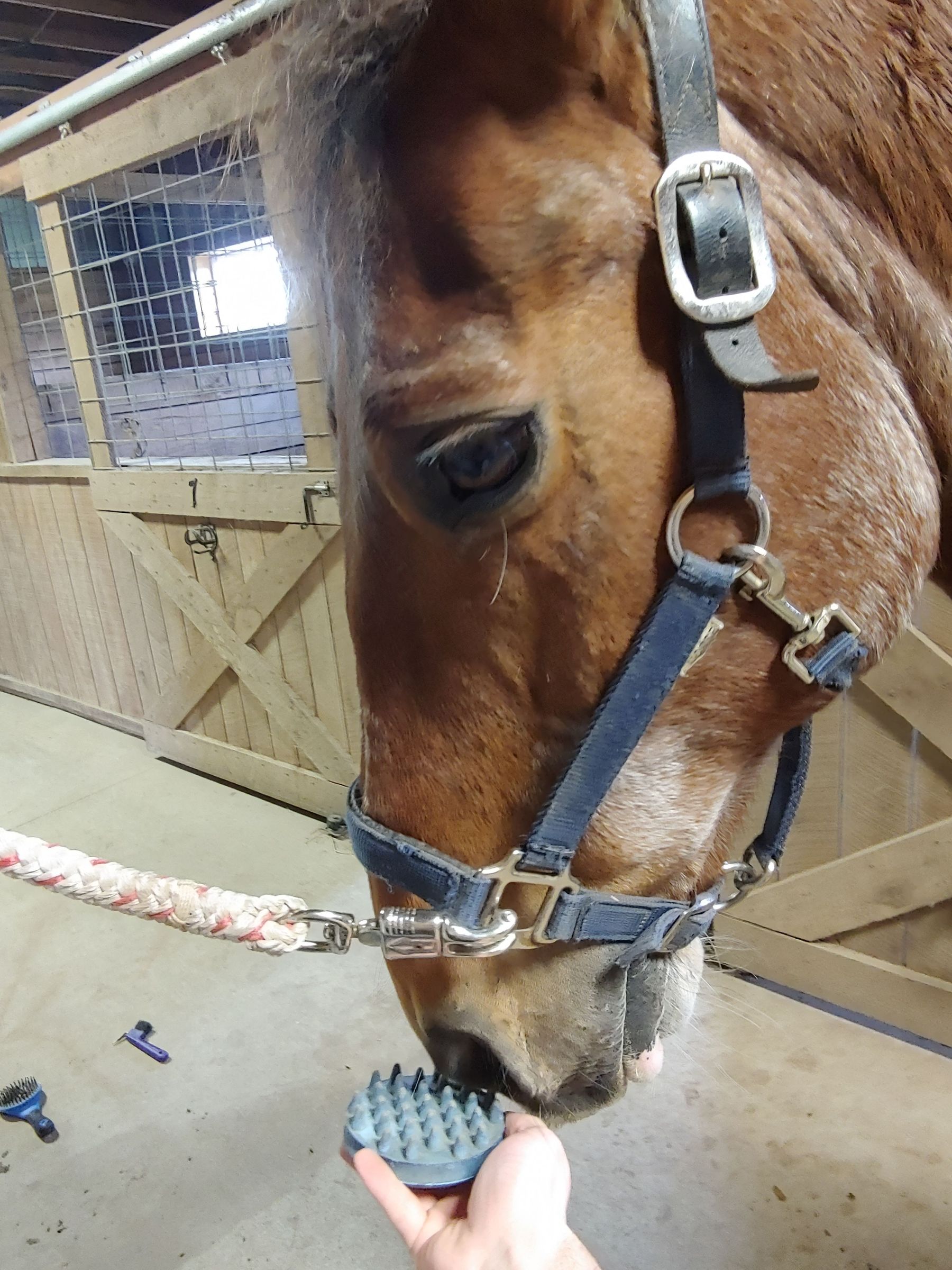 Installing A Street Sweeper Scratching Post For Your Horse