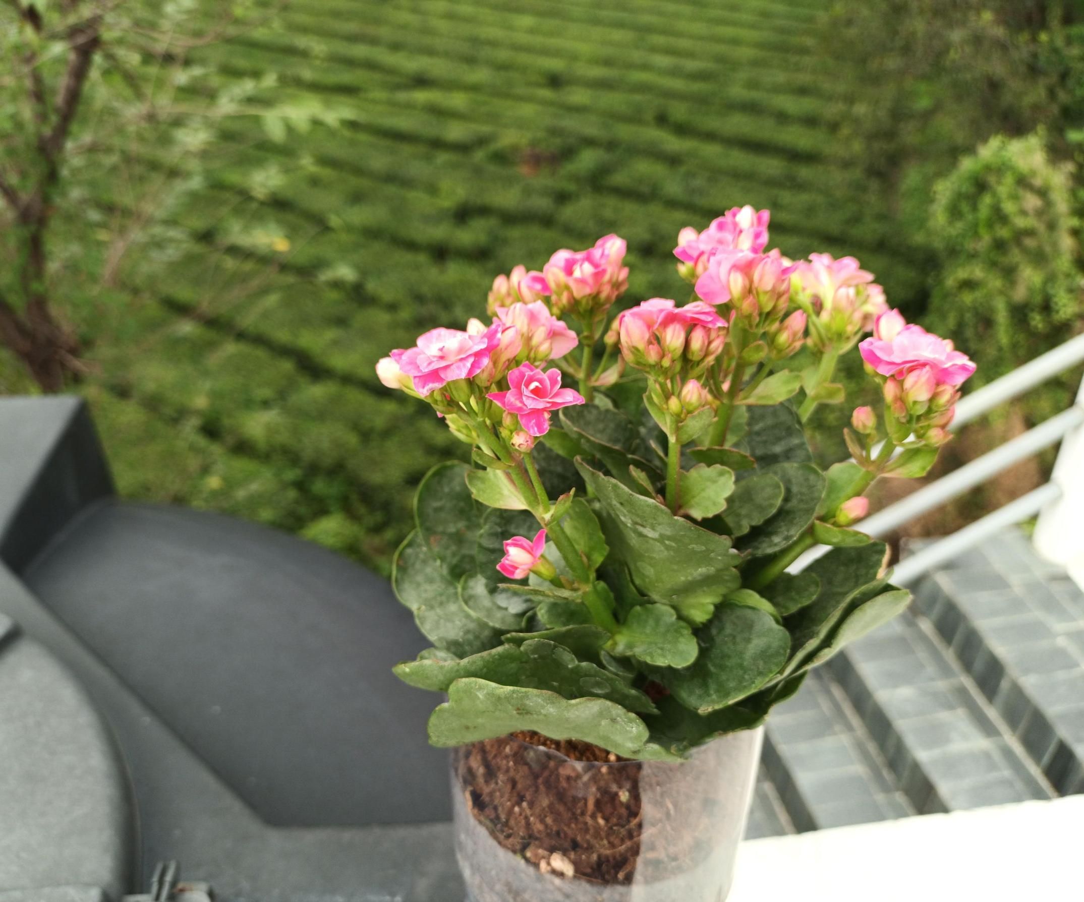Upcycled Self Watering Planter