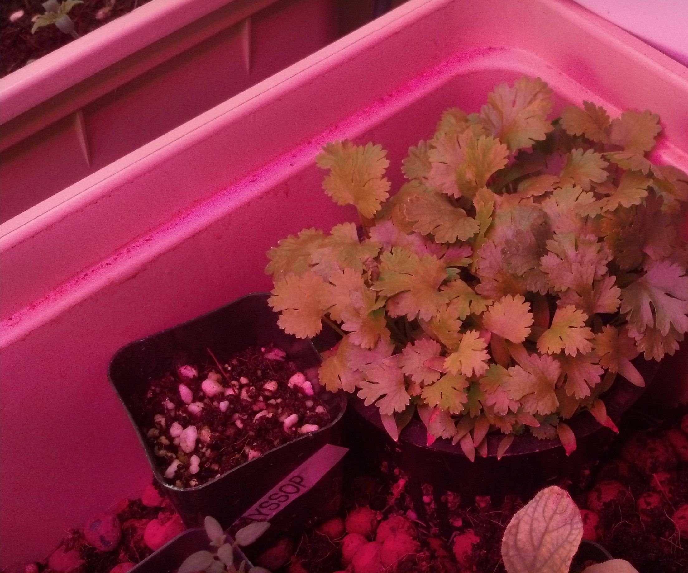 How to Start Growing Indoors