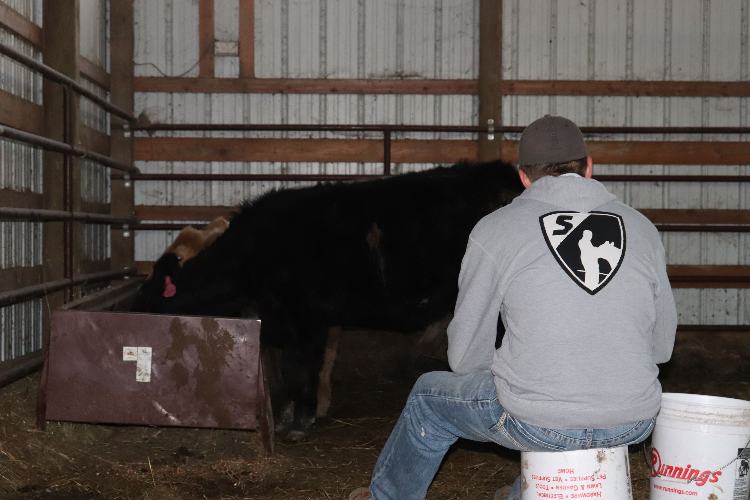 How to Halter Break a Calf 5 Steps Instructables