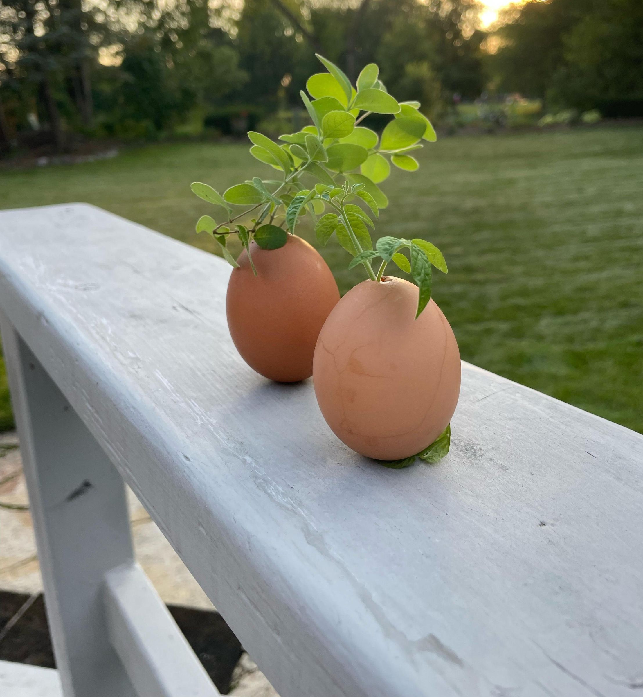 Egg Shell Plant Bud/ Seed Starter