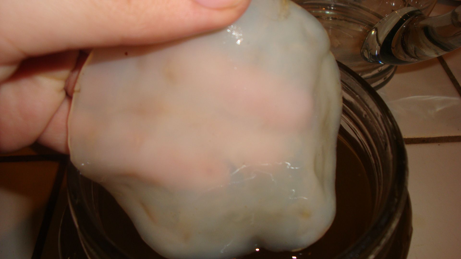 Starting your own Kombucha mother