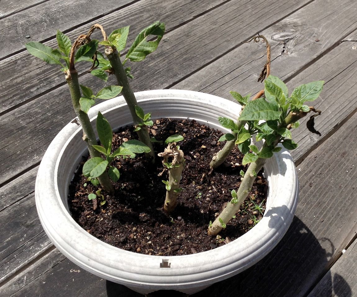 Easy, High Success Rate, Seed or Cutting Starter