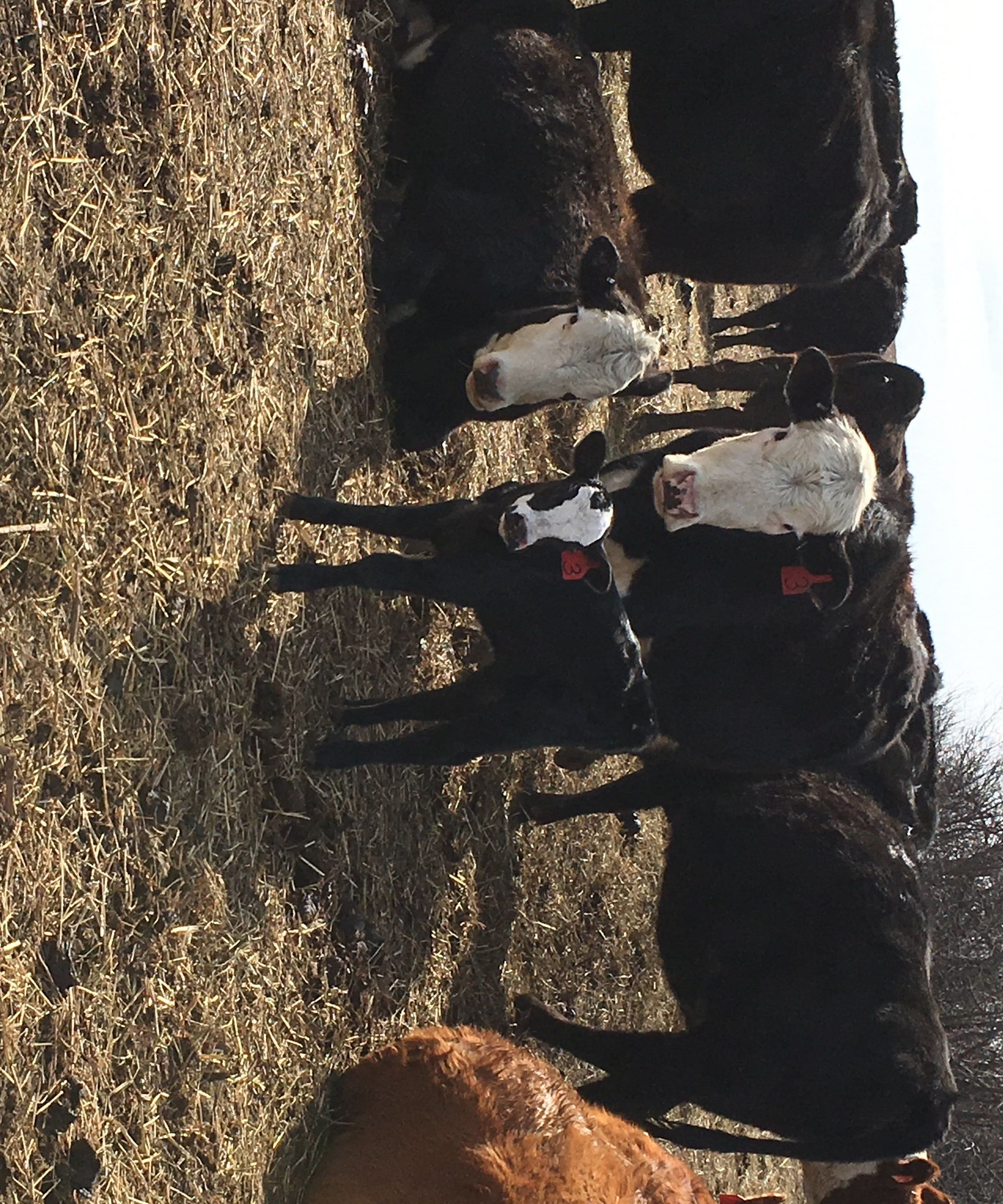 How to Load Feed for Cows