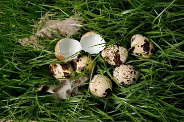 Make Your Landscape Pest-Free