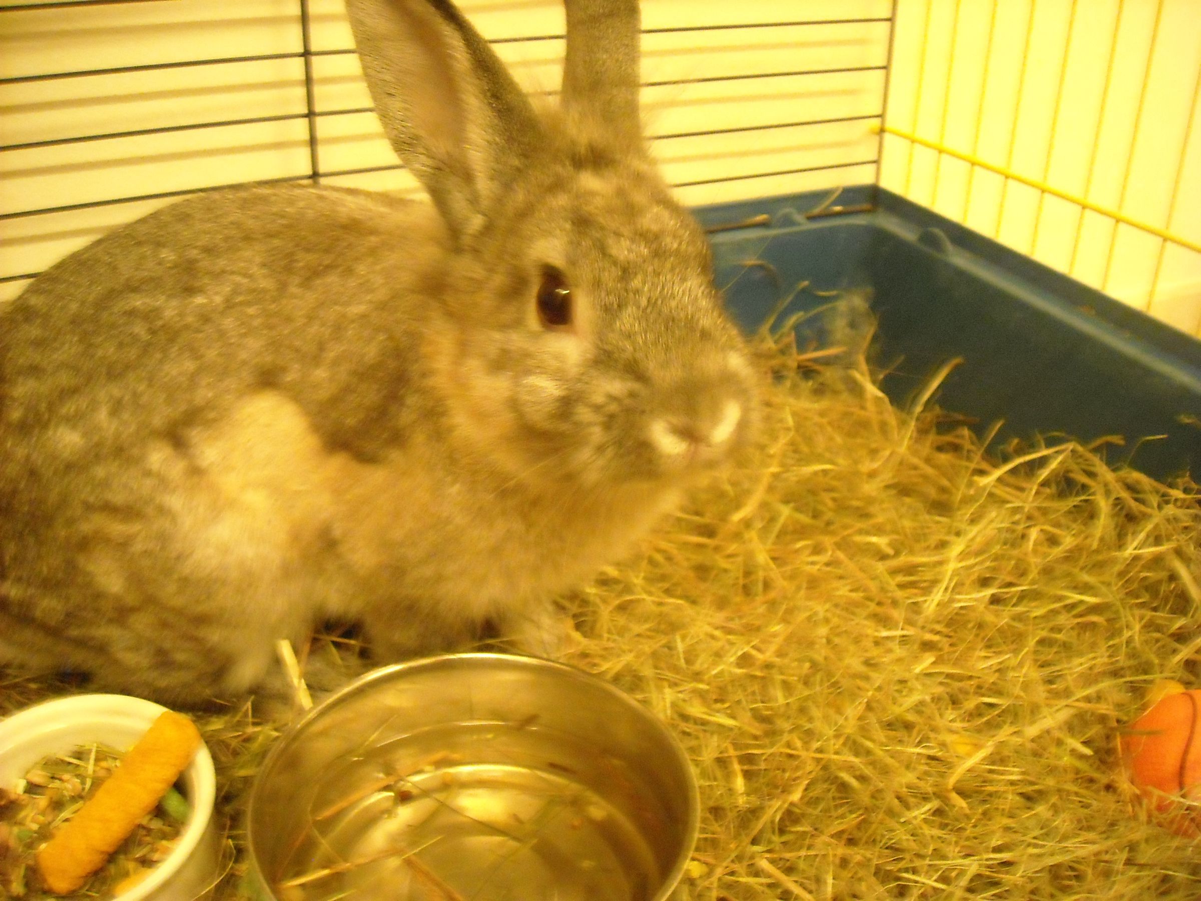 How to Care for a Recently Neutered/spayed Rabbit