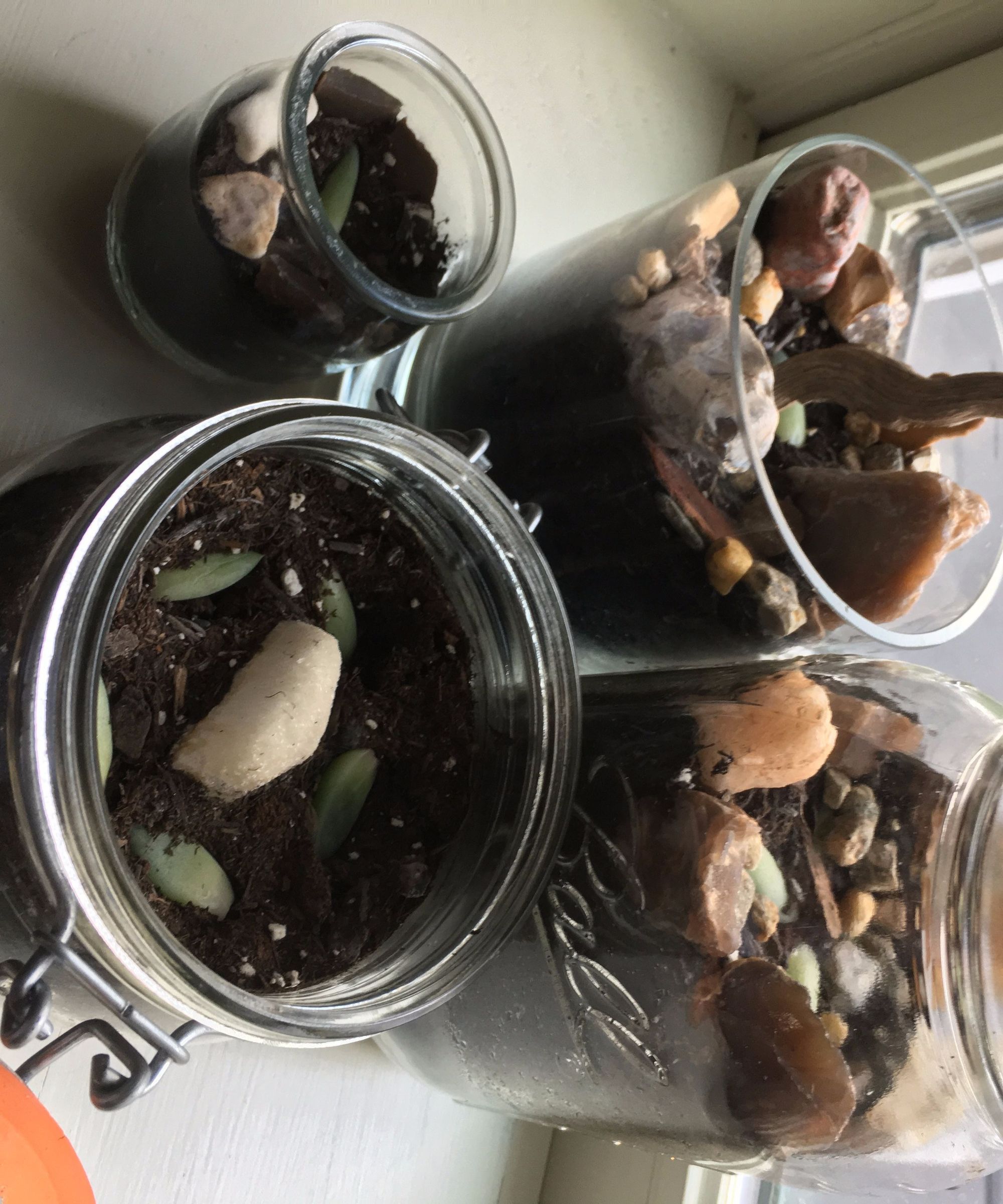 How to Built Terrarium 