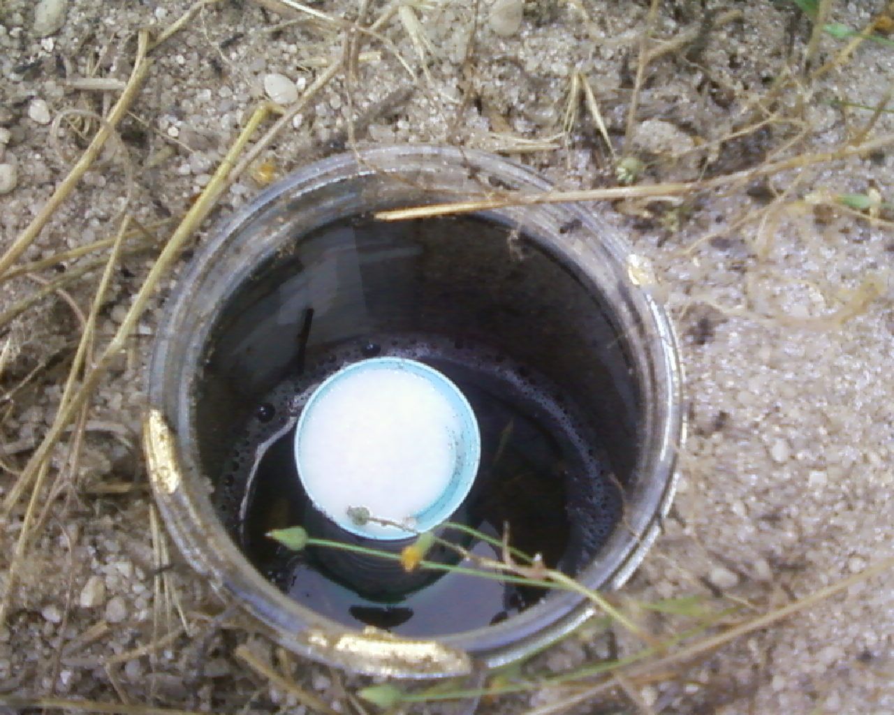 No Poison Ant Trap