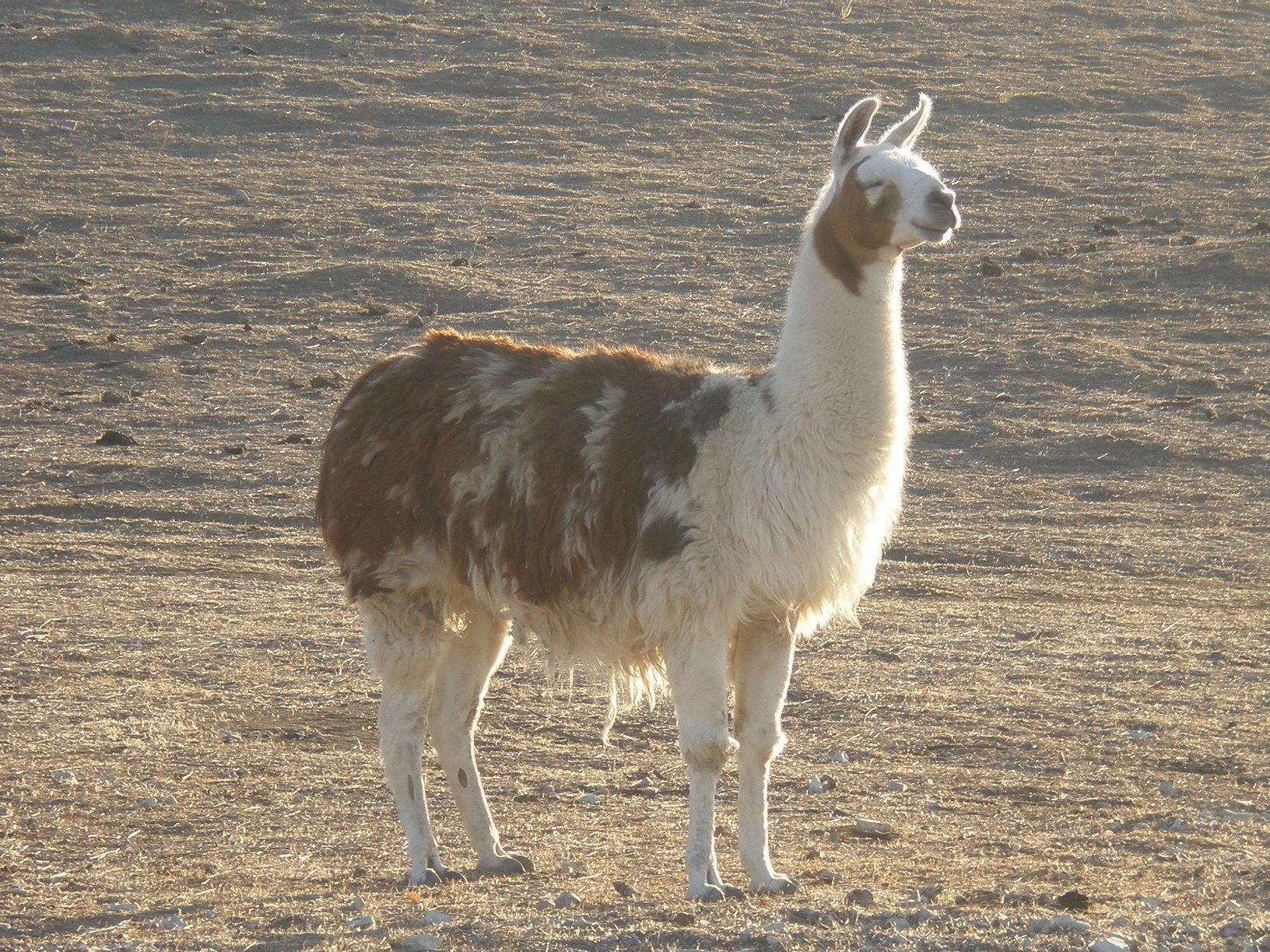 author